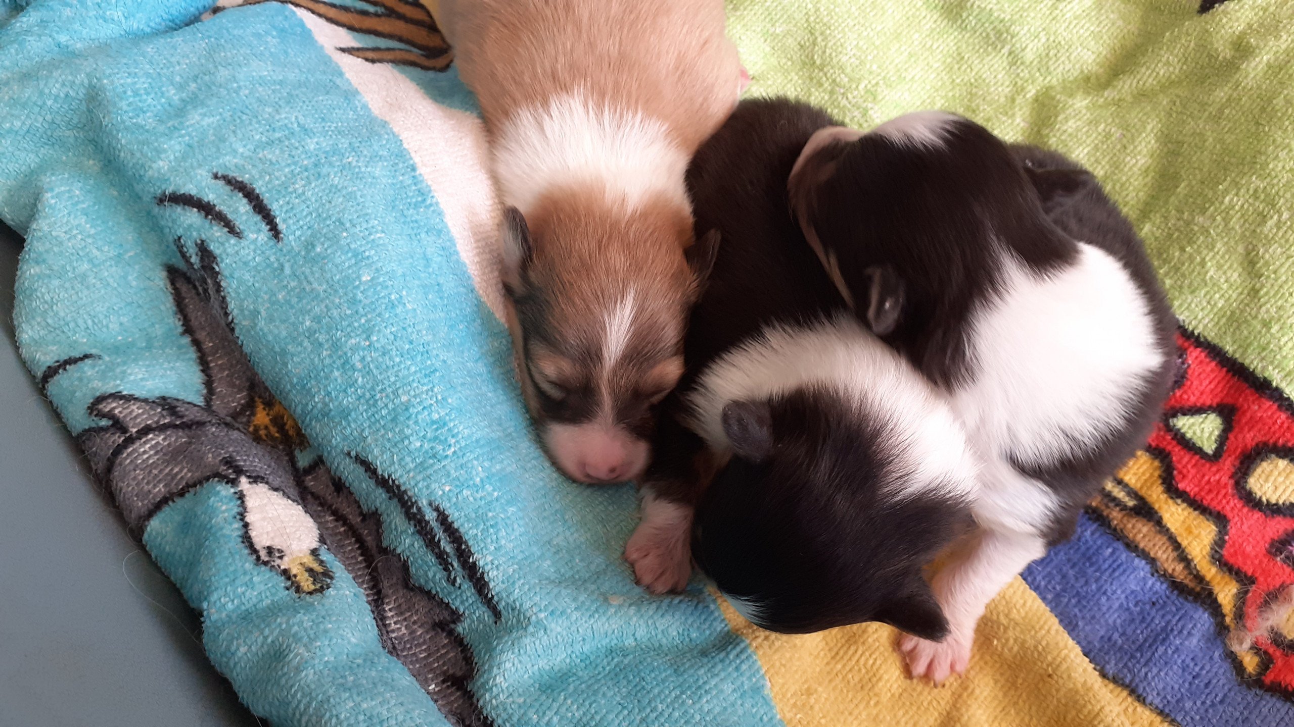 chiot Berger des shetland fauve et blanc Terres de Pallanne, Bichons Havanais et Bergers des Shetland