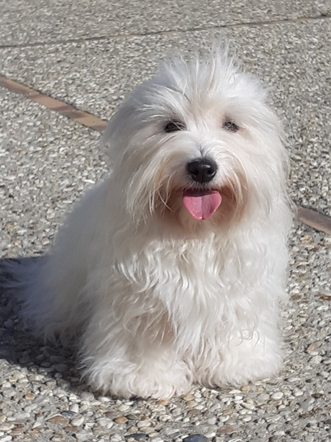 chien Coton de tulear Roquette du Courrier des Iles Terres de Pallanne, Bichons Havanais et Bergers des Shetland