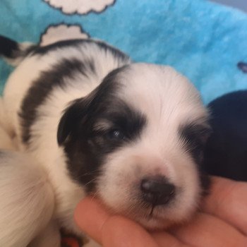 chiot Bichon havanais fauve charbonné et blanc Terres de Pallanne, Bichons Havanais et Bergers des Shetland