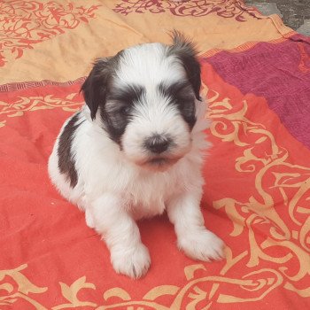 chiot Bichon havanais fauve charbonné et blanc Terres de Pallanne, Bichons Havanais et Bergers des Shetland