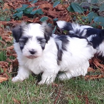 chiot Bichon havanais fauve charbonné et blanc Terres de Pallanne, Bichons Havanais et Bergers des Shetland