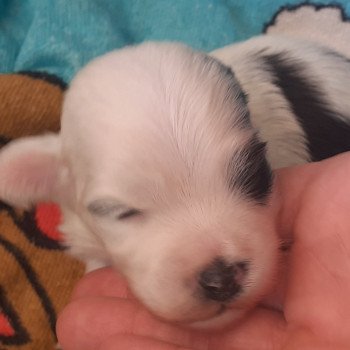 chiot Bichon havanais noir et blanc tete blanche Terres de Pallanne, Bichons Havanais et Bergers des Shetland