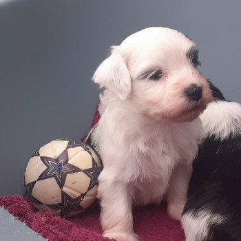 chiot Bichon havanais noir et blanc tete blanche Terres de Pallanne, Bichons Havanais et Bergers des Shetland