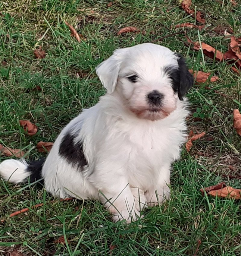 4e chiot (Portée Maya ❤ Guilty of Love) - Mâle noir et blanc tete blanche Mâle Bichon havanais