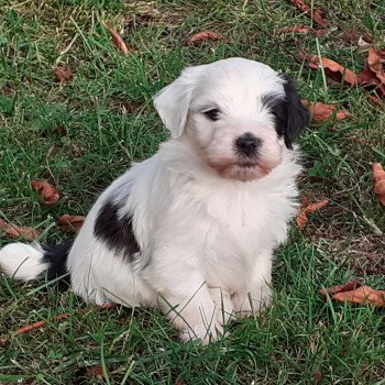 chiot Bichon havanais noir et blanc tete blanche Terres de Pallanne, Bichons Havanais et Bergers des Shetland