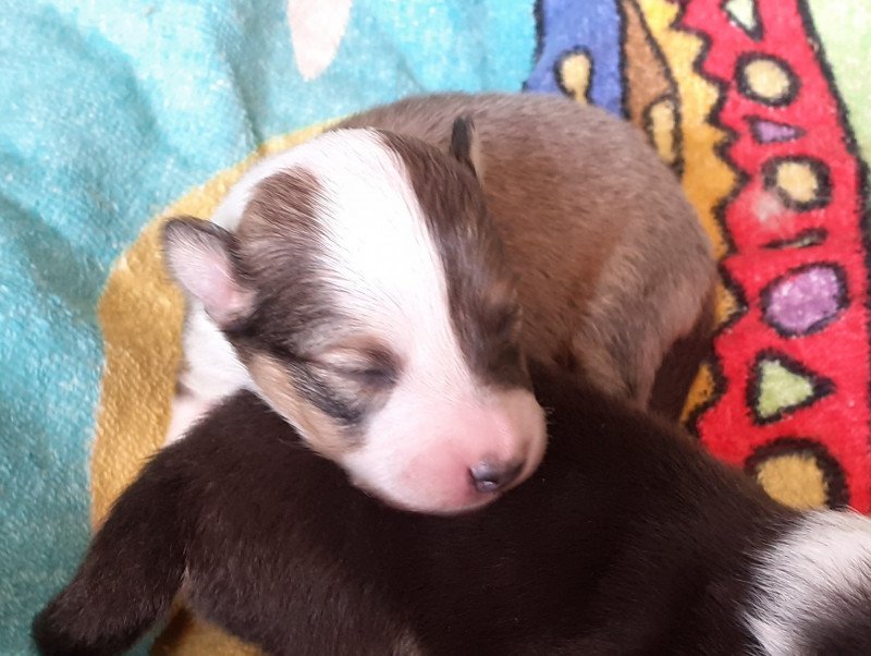 1er chiot (Portée Joy ❤ London) - Femelle fauve charbonné et blanc grande liste en tête Femelle Berger des shetland