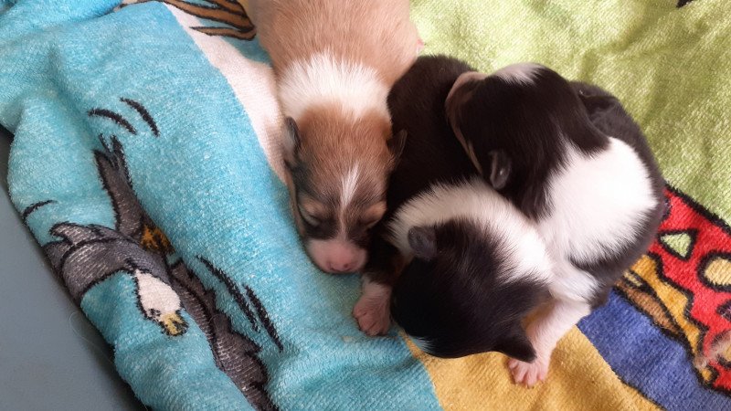 3e chiot (Portée Joy ❤ London) - Mâle fauve et blanc Mâle Berger des shetland