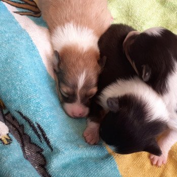 chiot Berger des shetland fauve et blanc Terres de Pallanne, Bichons Havanais et Bergers des Shetland