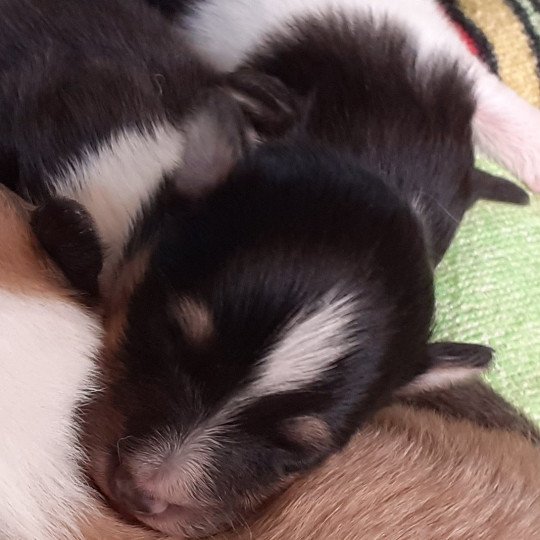 4e chiot (Portée Joy ❤ London) - Mâle noir tricolore 1 marque en tête Mâle Berger des shetland