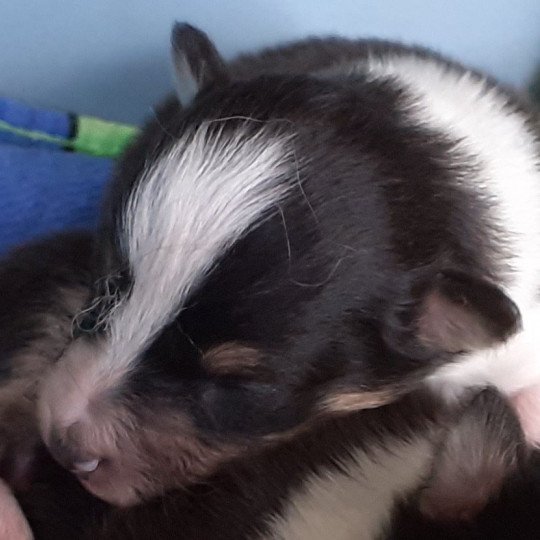 5e chiot (Portée Joy ❤ London) - Mâle noir tricolore liste en tête Mâle Berger des shetland