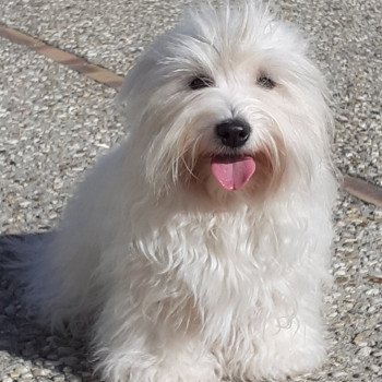 chien Coton de tulear Roquette du Courrier des Iles Terres de Pallanne, Bichons Havanais et Bergers des Shetland